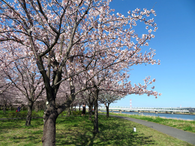 IMG_1461_0406小松川千本桜の1番の風景_400