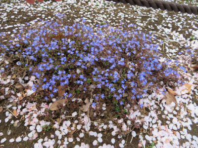 IMG_1402_0406花壇のベロニカ・オックスフォードブルーと散った桜_400