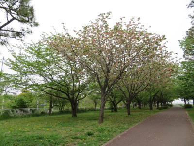 IMG_1877_0421小松川千本桜の緑の桜、ピンクの風景_400