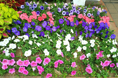 DSC_1052_0614バス通りの花壇カラフルなペチュニア_400