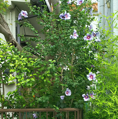 DSC_1118_0621青いムクゲの花の風景_400