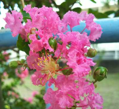 DSC_1351_0822サルスベリ 横道の高木の花Zoom_400