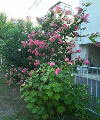 DSC_1357_0822横道の敷地内側のピンクの花3種_400