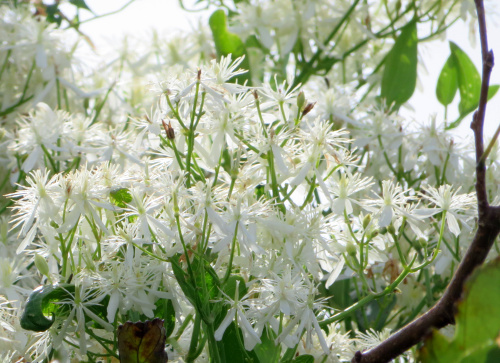 IMG_5424_0913センニンソウの白い花満開CUT_400