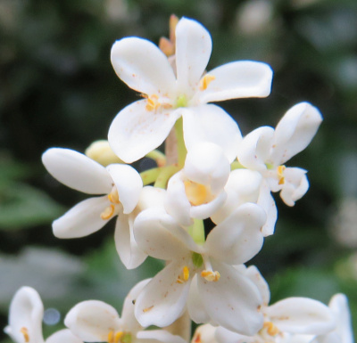 IMG_6450_1030ヒイラギモクセイの白い花Zoom_400