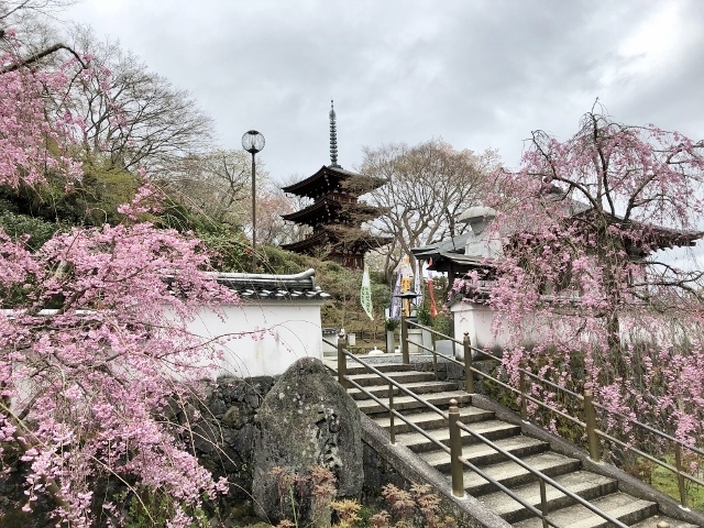 岡寺　枝垂桜と五重塔