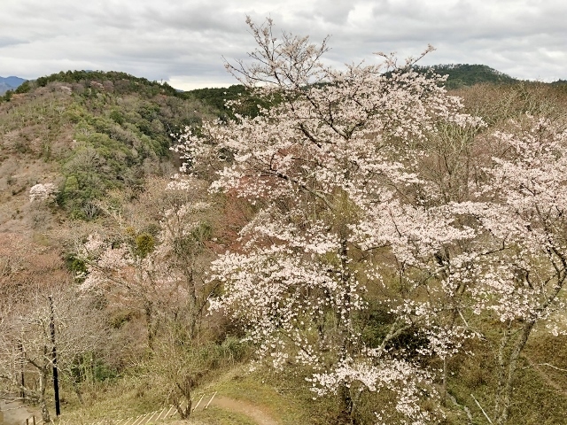 吉野　下千本　桜