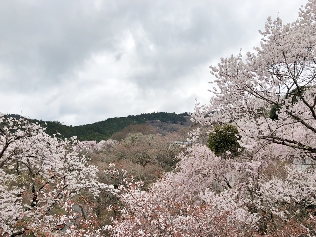 吉野　中千本　桜の展望