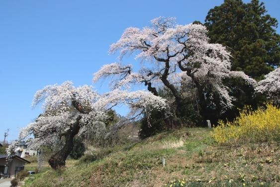 大蔵寺のしだれ桜