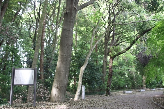 乃木神社の樹林