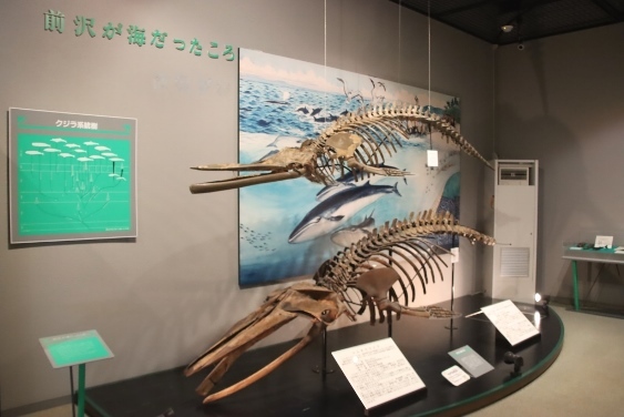 クジラの化石
