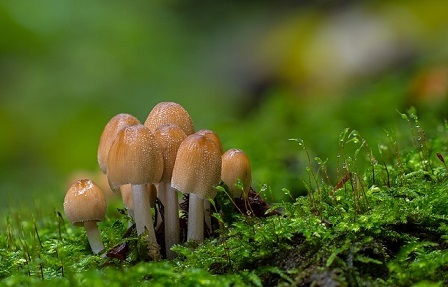 mica-ink-cap-mushrooms-gda0250b9c_640.jpg