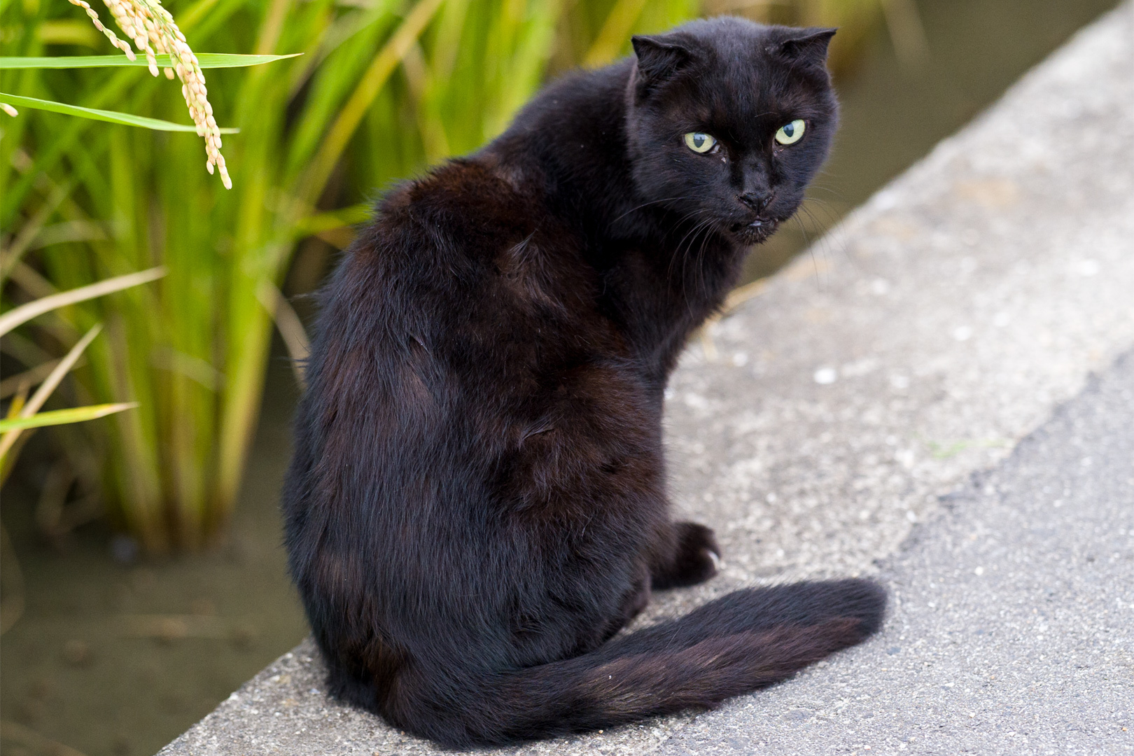 黒猫-01(220828)