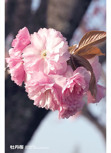 牡丹桜3