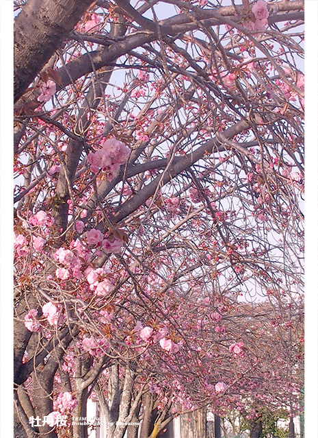 牡丹桜5